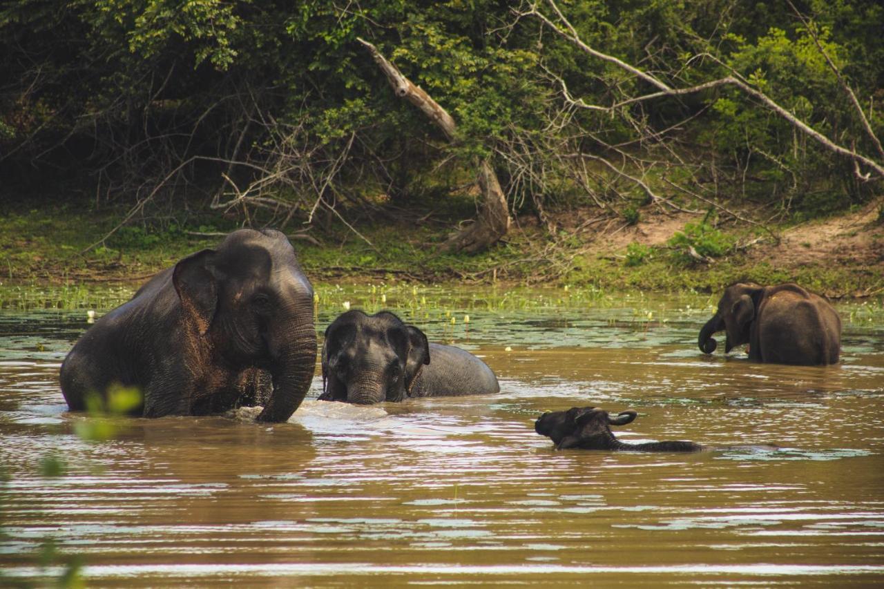 Yala Safari Resort Tissamaharama Eksteriør billede