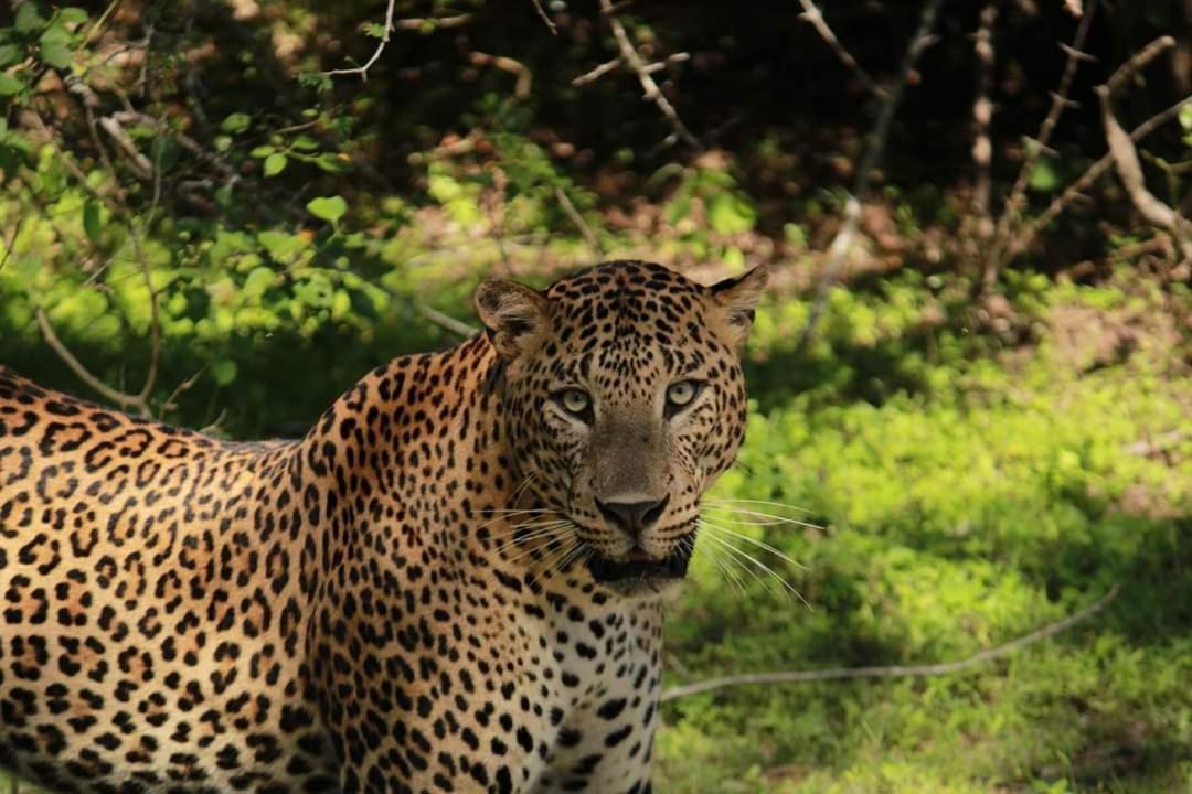 Yala Safari Resort Tissamaharama Eksteriør billede